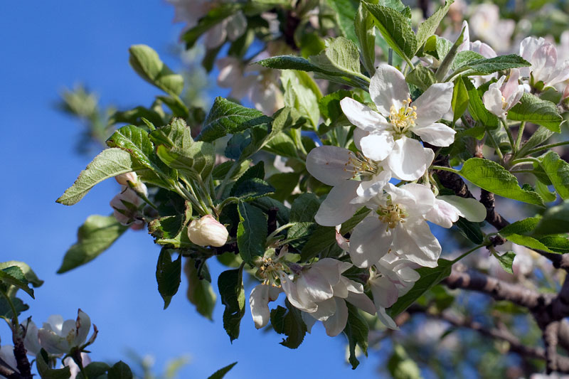 The apple trees are in bloom