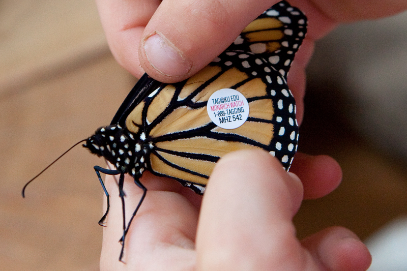 Tagged and ready to fly