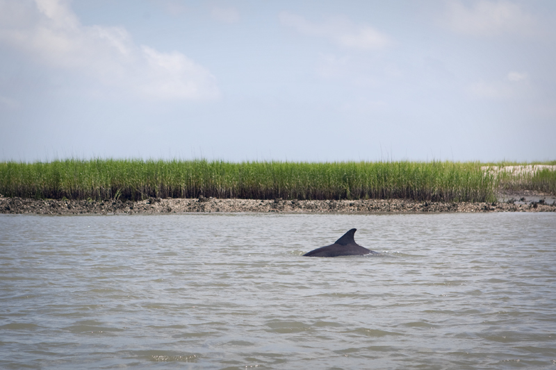 Vacation: Day 7.5, Dolphin Tour