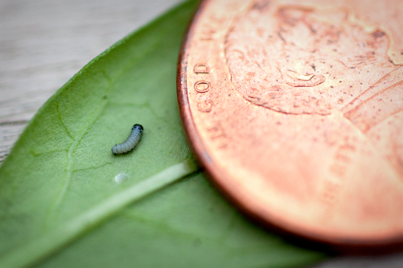 It’s monarch season