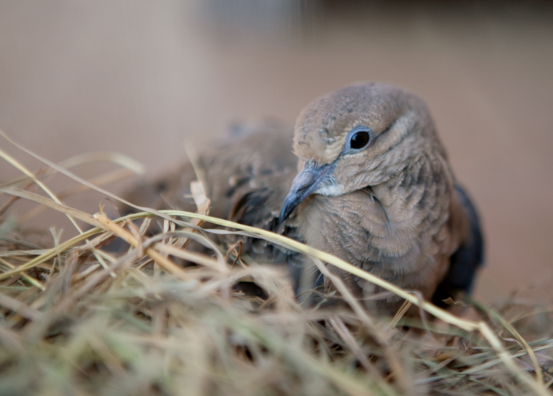 Now I have Mr. Mister in my head