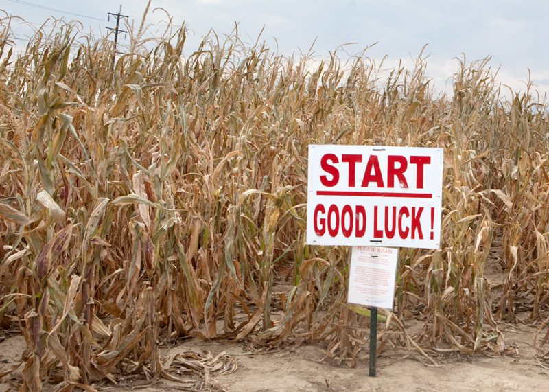 Corn maze and pumpkin picking