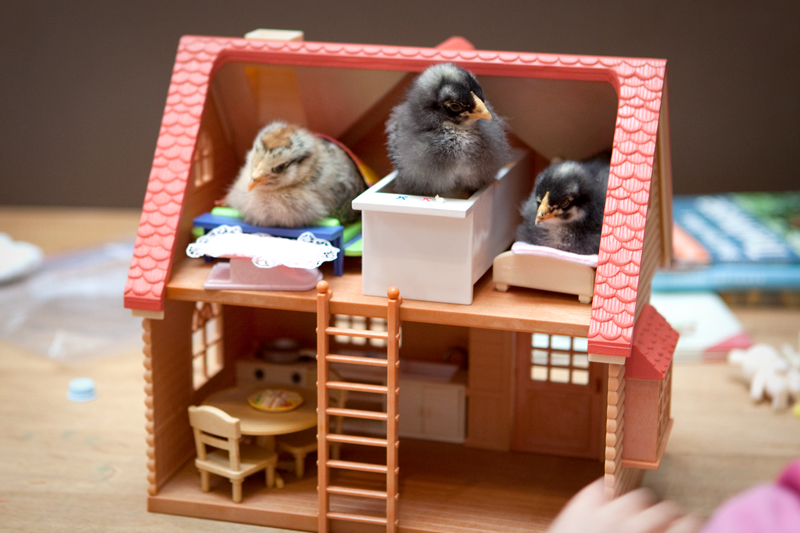 Tending to her flock