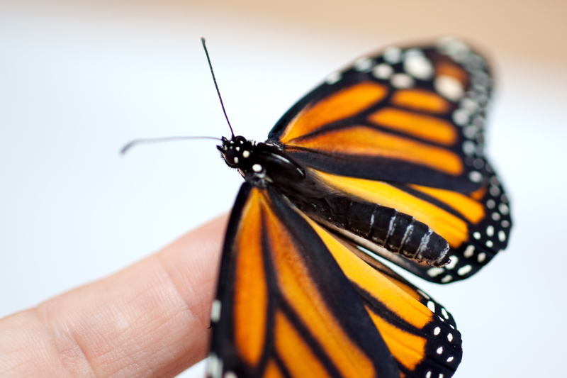 First monarch of the season