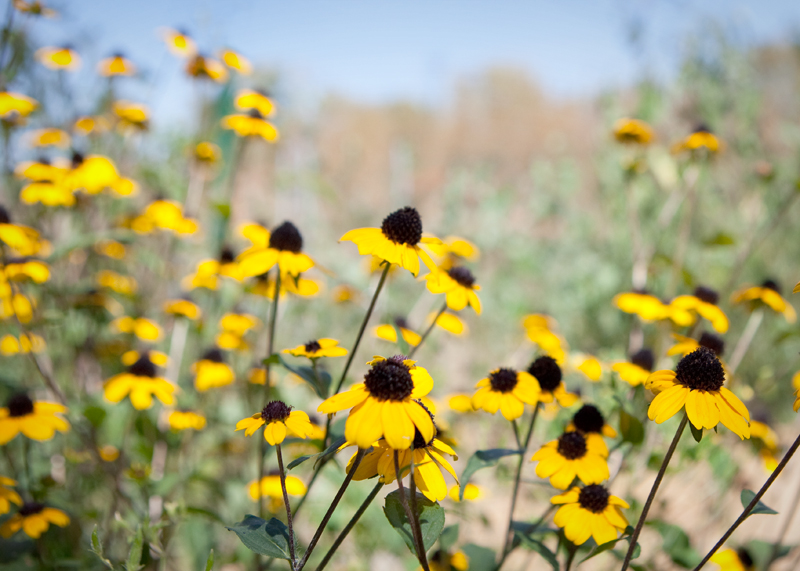 Black-eyed Susans