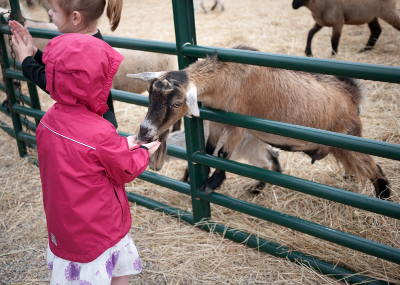 Preschool field trip to the farm (and a tornado warning)