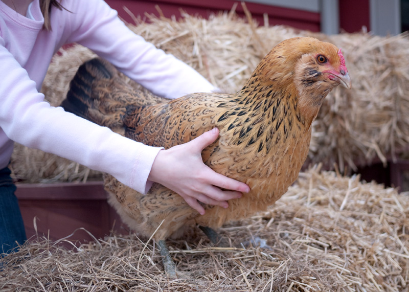 We were about due for a chicken photo