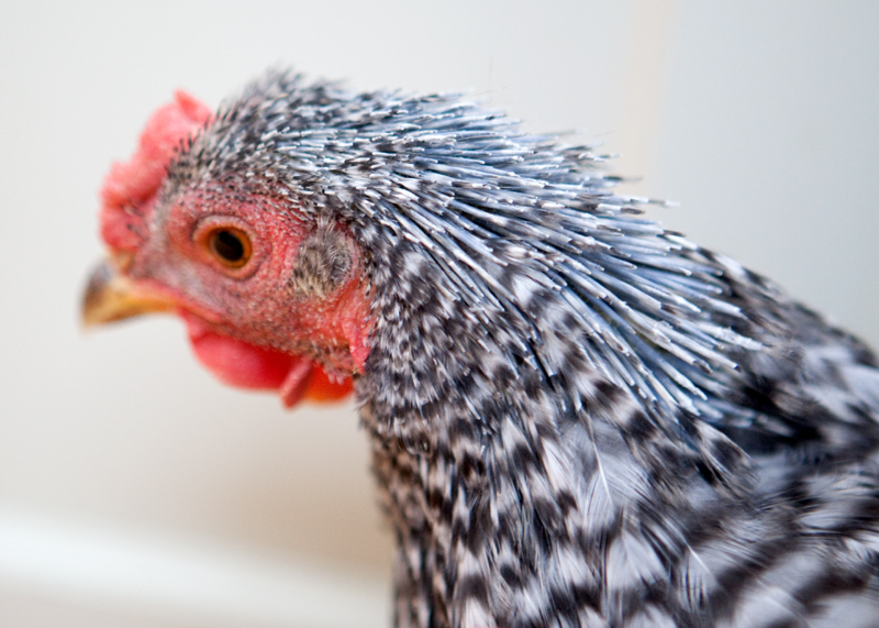 Chickens 101: Molting