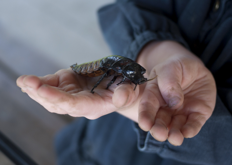 Madagascar cockroach