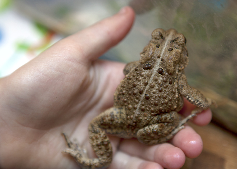 First toad of the season