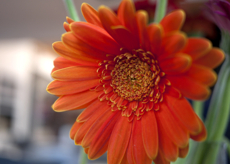 First week of school flowers