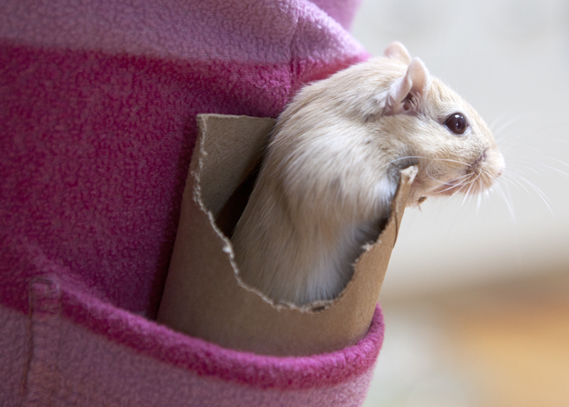 Child smuggles gerbil(s) in pocket