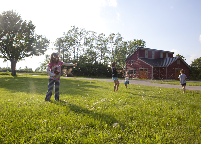 Last of the cattails