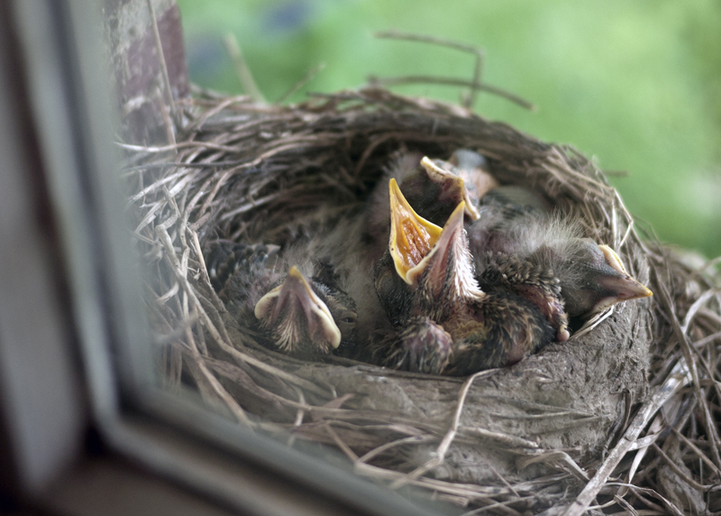 Baby birds