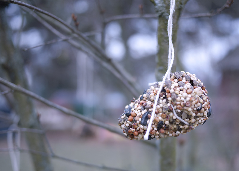 Pinecone birdfeeder